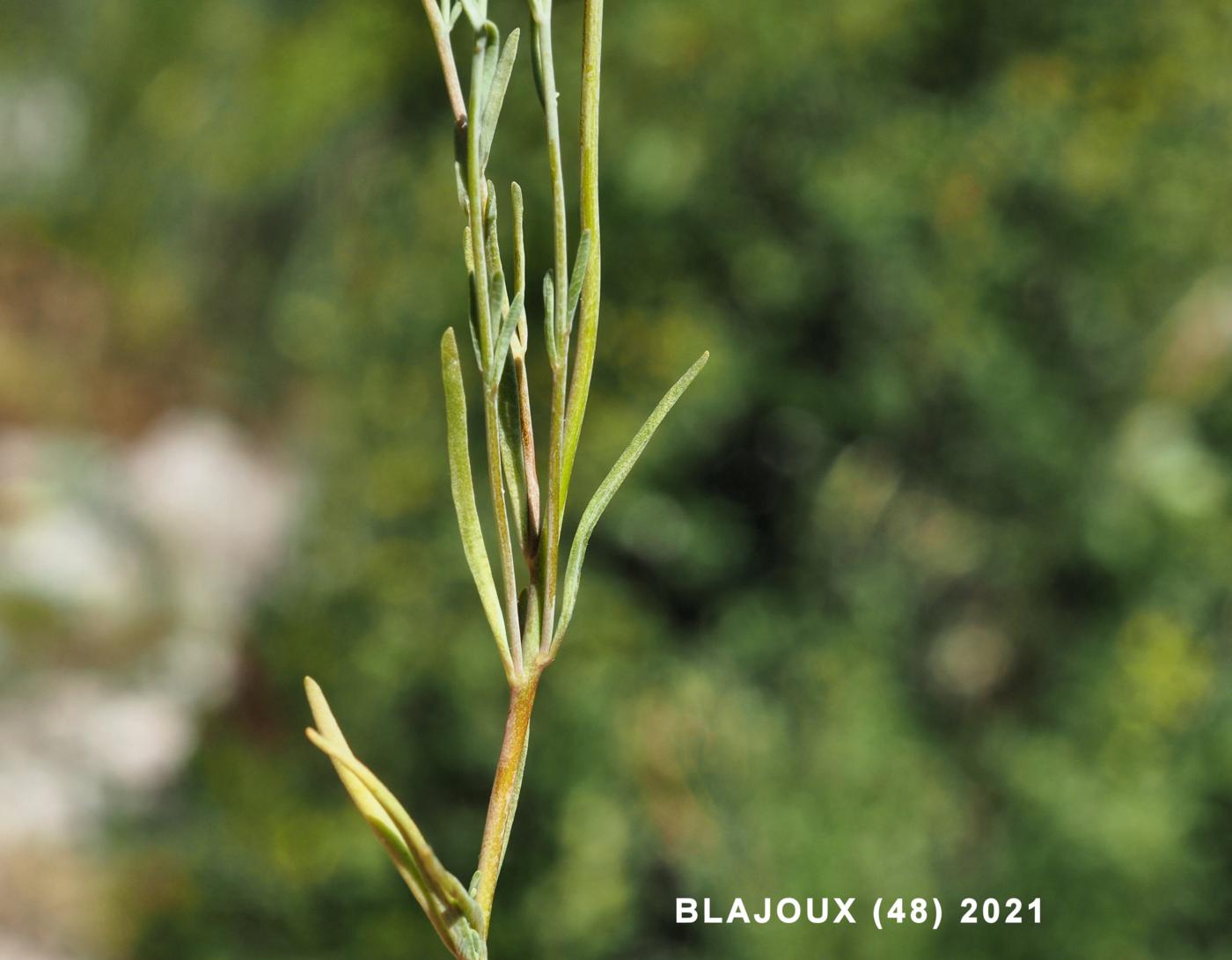 Toadflax, Simple leaf